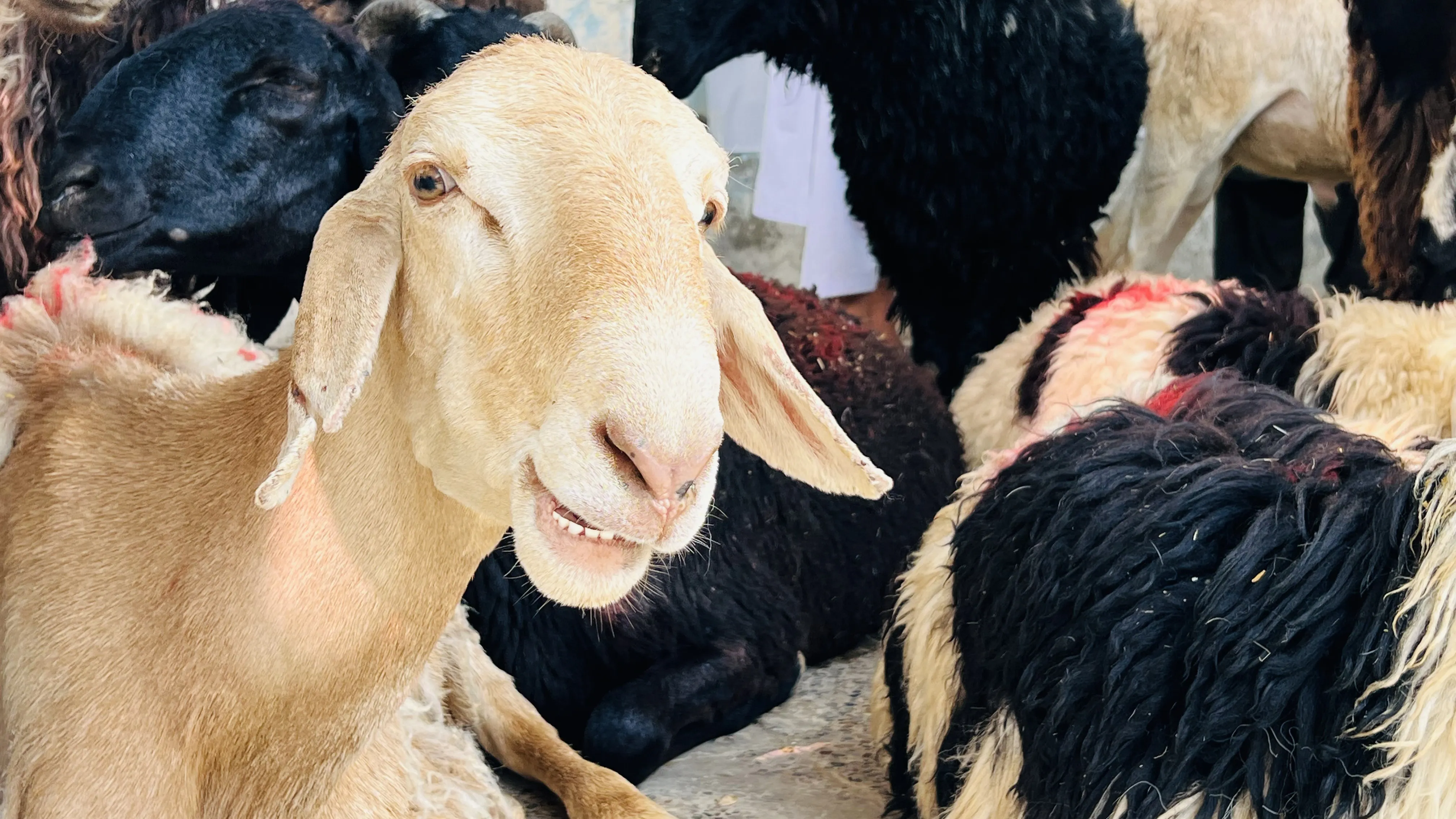 Goat among livestock